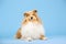 Cute Rough Collie dog on blue background