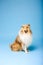 Cute Rough Collie dog on blue background