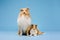 Cute Rough Collie dog and Shetland Sheepdog dog