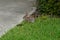 Cute round ear rabbit