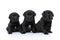 Cute row of lovely labrador retriever dogs curiously looking up