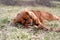 Cute ruby cavalier king charles spaniel puppy sleeping on meadow