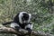Cute ruffed black and white lemur monkey sitting on a tree branch and looking down adorable primate animal portrait