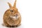 Cute rufus bunny rabbit makes funny facial expressions on white background