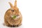 Cute rufus bunny rabbit makes funny facial expressions on white background eats kale