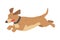 Cute Running Dachshund Dog Pet Animal with Light Brown Coat Cartoon Vector Illustration