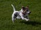 Cute running terrier with a red collar on the lawn