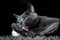 Cute russian blue purebreed cat grooming itself on carpet