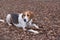 Cute russian hound is lying on orange leaves in the autumn park. Pet animals