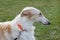 Cute russian hunting sighthound close up. Russkaya psovaya borzaya or russian wolfhound.