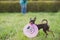 Cute russian toy terrier dog holding frisbee and look to camera
