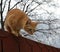 Cute rusty cat just about to jump