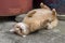 Cute rusty fat cat lying on its back