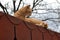 Cute rusty kitten on the roof watching something interesting