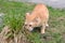 Cute rusty kitten sneezing bunch of grass