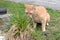 Cute rusty kitten sniffing bunch of grass