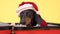 Cute sad dachshund in Santa costume and hat is lying in empty open suitcase, packed for Christmas vacation, so that