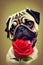 A cute sad eyed pug dog with a single rose in its mouth