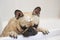 Cute sad french bulldog dog groomed in bath