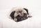 Cute sad little pug puppy dog, lying down crying on fuzzy blanket