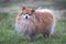 Cute sad upset little animal, dog in rain. Wet Pomeranian Spitz puppy standing alone in rainy cold weather on the grass