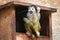 Cute saimiri bolivian squirrel monkey portrait close up