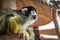 Cute saimiri bolivian squirrel monkey portrait close up