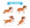 cute saint bernard dog animal pet with many pose bundle set