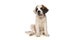 Cute Saint Bernard puppy dog looking at the camera, sitting down on a isolated white background