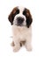 Cute Saint Bernard Puppy on White