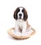 Cute Saint Bernard Puppy on White