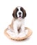 Cute Saint Bernard Puppy on White