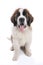 Cute Saint Bernard Purebred Puppy