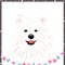 Cute Samoyed