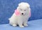 Cute Samoyed (or Bjelkier) puppy