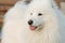 Cute samoyed dog