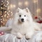 Cute Samoyed dog on the bed in the Christmas decorations