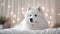 Cute Samoyed dog on bed in room decorated for Christmas