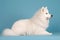 Cute Samoyed dog on blue color background. Neural network AI generated