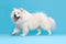 Cute Samoyed dog on blue color background. Neural network AI generated