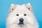 Cute Samoyed dog on blue color background. Neural network AI generated