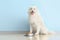 Cute Samoyed dog and bowl with food near color wall