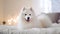 Cute Samoyed dog lying on bed and looking at camera