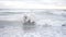 Cute samoyed dog is playing with waves in the ocean or sea. Slowmotion shot