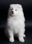 Cute Samoyed puppy