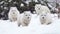 Cute Samoyed puppy playing in the snowy arctic outdoors generated by AI