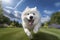 Cute samoyed puppy running through a field. Generative AI