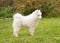 A cute Samoyed puppy stands on the green grass in profile.