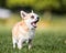 A cute sandy small Chorkie puppy dog yawning or barking in a field