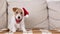 Cute santa christmas pet dog puppy catching and eating treats on the sofa